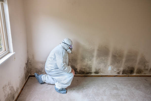 Trusted Liberal, KS Mold Removal Experts